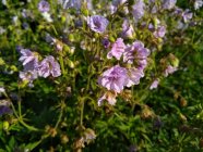 Geranium pratense 'Cloud Nine'